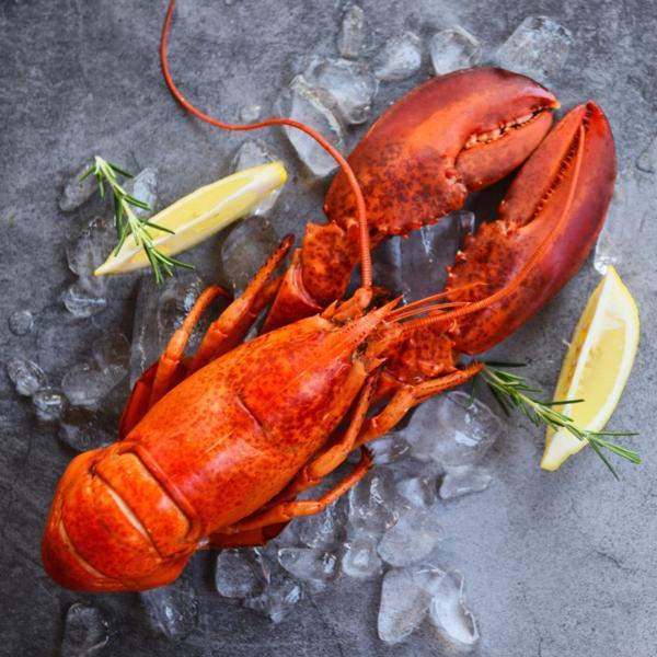 送料無料h45341 LOBSTER ロブスター 900mm 36 パイプレンチ 水道工事 Ravensden L067D Rubber Lobster Toy 32cm : : Toys \u0026 Games