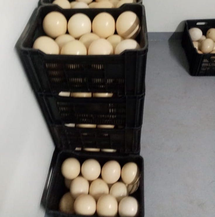 Buy Fresh Ostrich Egg Online with Safe Delivery | London Grocery