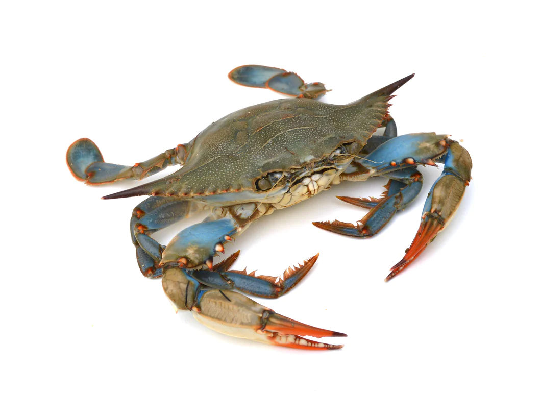 MD BLUE CRAB Long Sleeve UPF – Windsor Wildlife