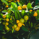 Calamansi | Philippine Lime 250gr - Fresh Import from the Philippines - London Grocery
