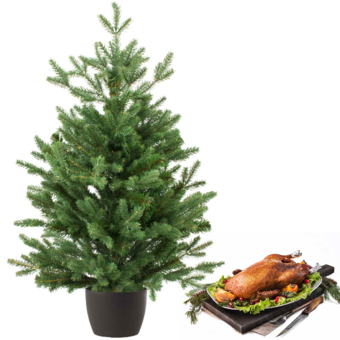 Buy Live Christmas Tree in Pot 2/3 ft London Grocery