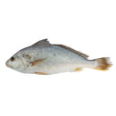 Croaker 500gr - London Grocery