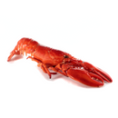 Whole Cooked Frozen Lobster 500gr - London Grocery