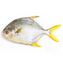 Golden Pomfret Fish 350 gr - London Grocery