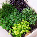 Growing Mixed Box Sakura - London Grocery