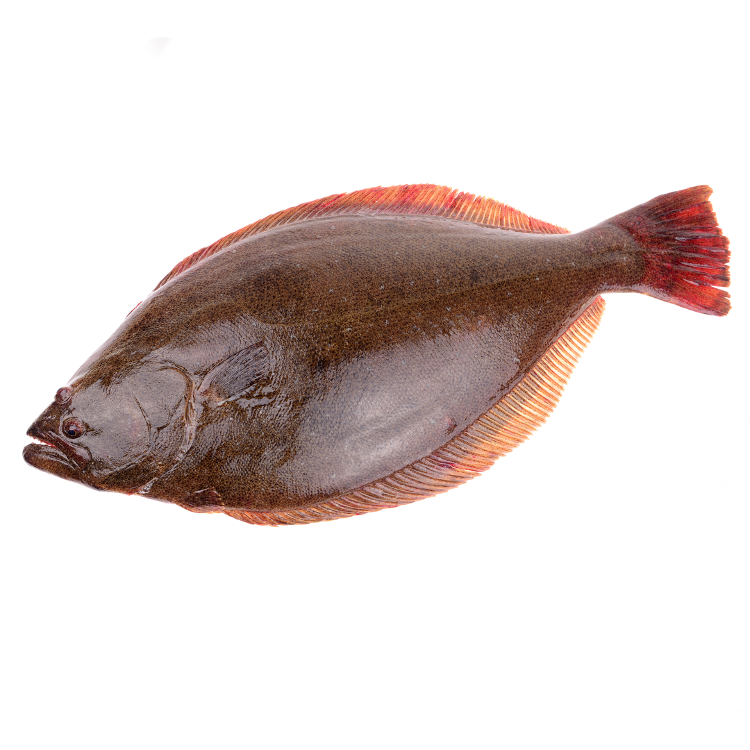 Buy Fresh Halibut Whole London Grocery