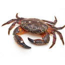 Live Crab x 1 - London Grocery