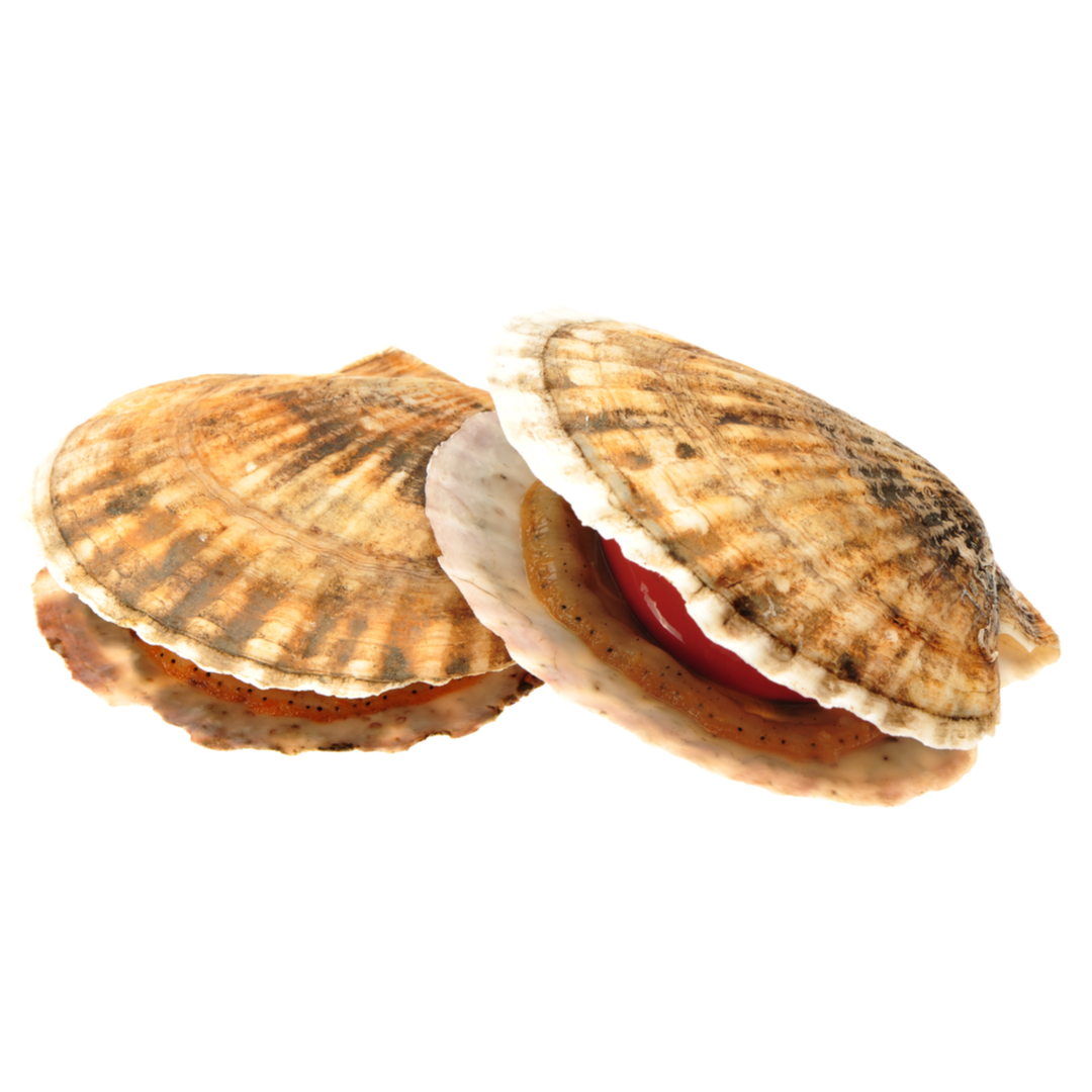 Buy Live Scallops Online London Grocery