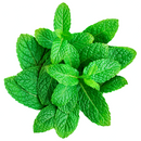 Mint 1 bunch - London Grocery