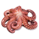 Fresh Octopus Whole 750 gr - London Grocery