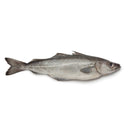 Pollock Fish Box 200kg | London Grocery
