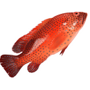 Red Grouper 1 Kg London Grocery