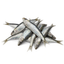 Sardines 1 kg - London Grocery
