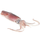 Fresh Squid ~ 400 - 500 gr - London Grocery