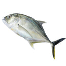 Trevally 1 kg - London Grocery