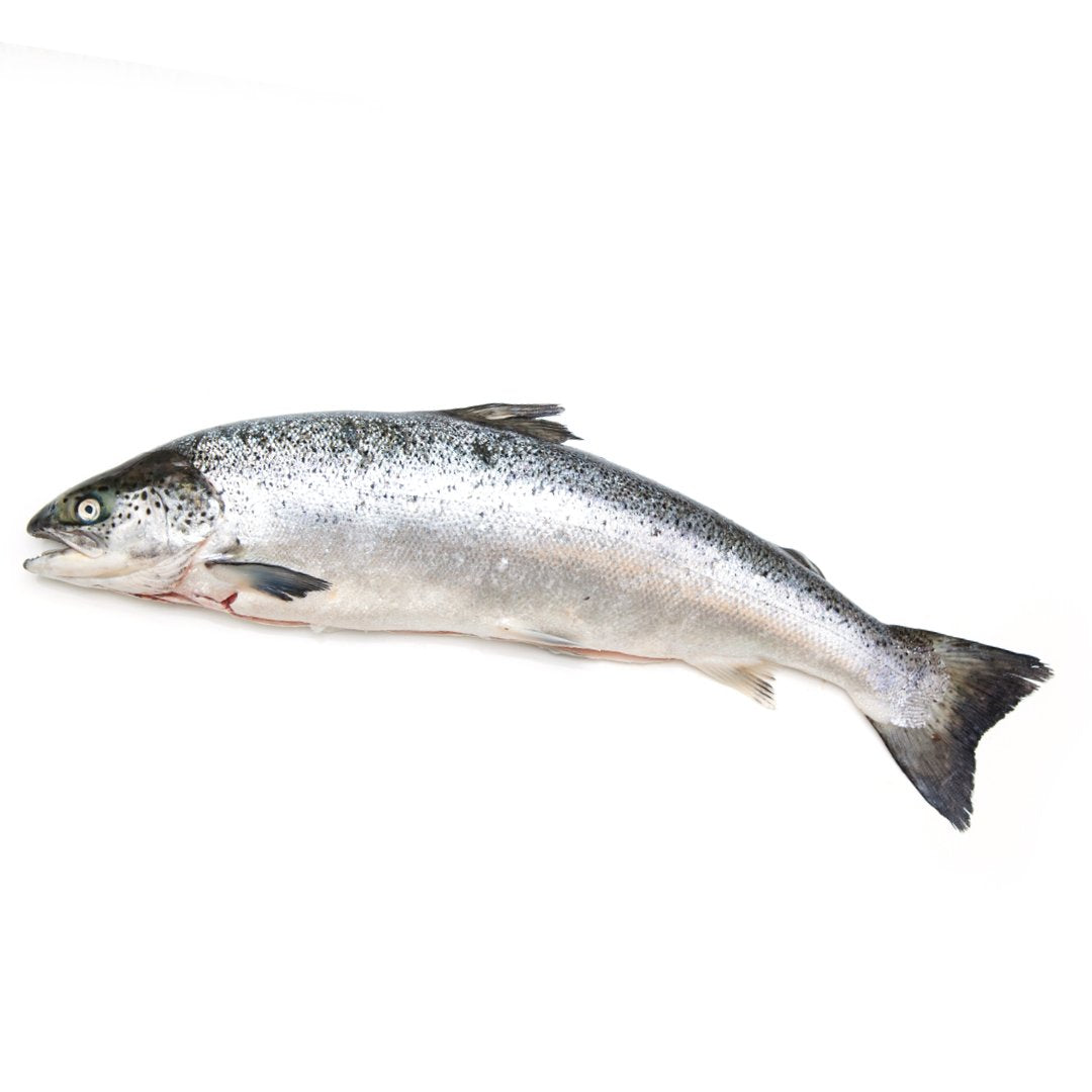 Fresh Whole King Fish 1 kg : : Grocery