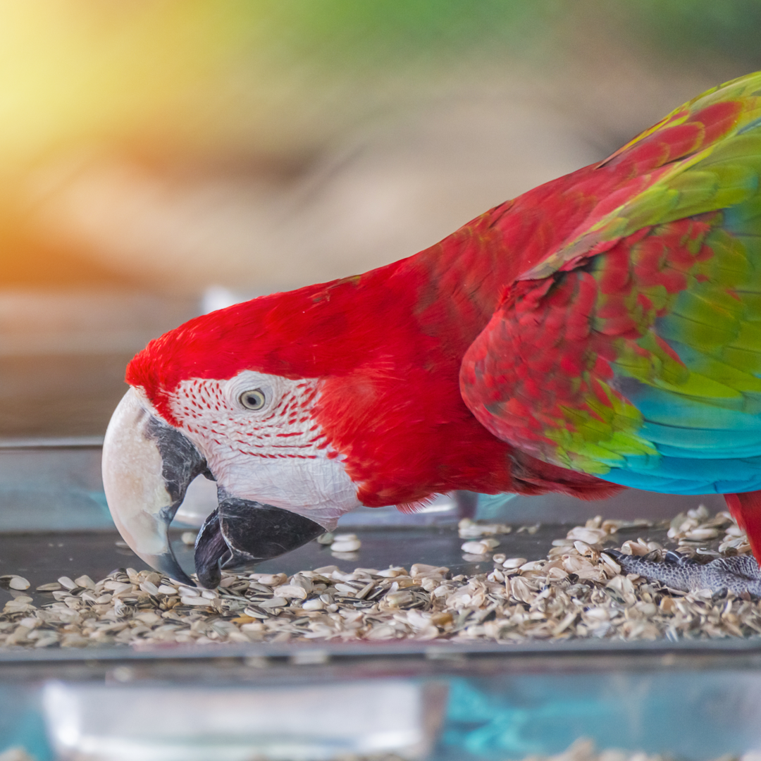 Buy Birds Online London Grocery