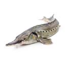 Sturgeon 3-4 kg | London Grocery