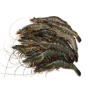 Semi-Frozen Raw Head-On Black Tiger (16-20) 1kg x 10 Packs | London Grocery