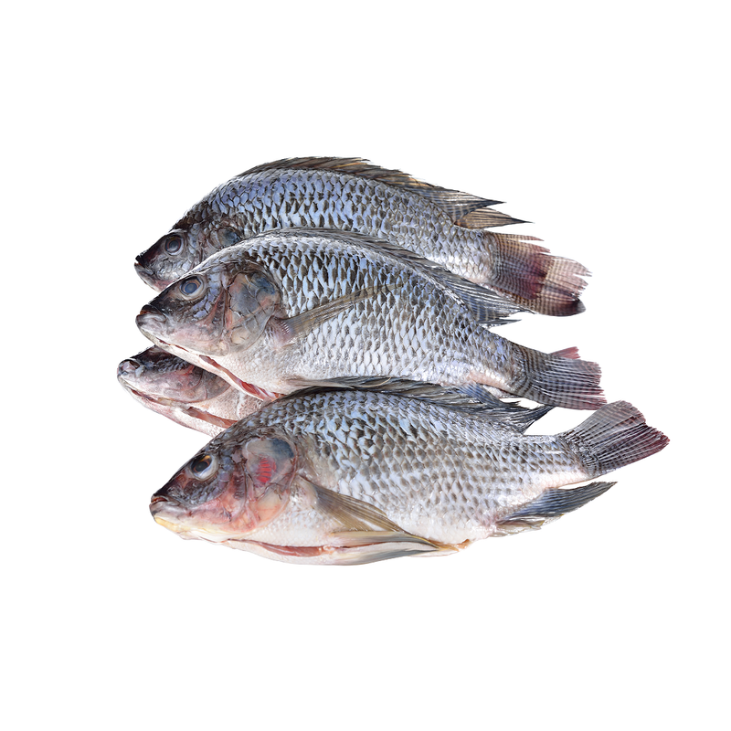 Frozen Gutted and Scaled Black Tilapia 2.5kg x 2 Packs | London Grocery