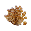 Mushroom-Chestnut/Oyster 2.7kg | London Grocery
