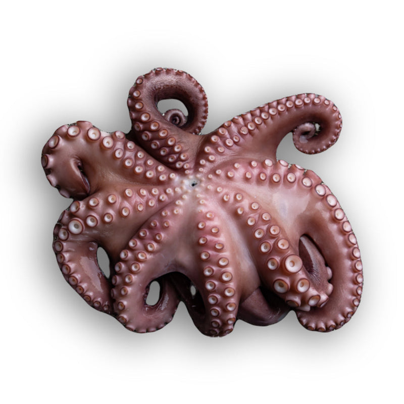 Frozen Whole Raw Cleaned Octopus 1-2kg x 10 Packs | London Grocery