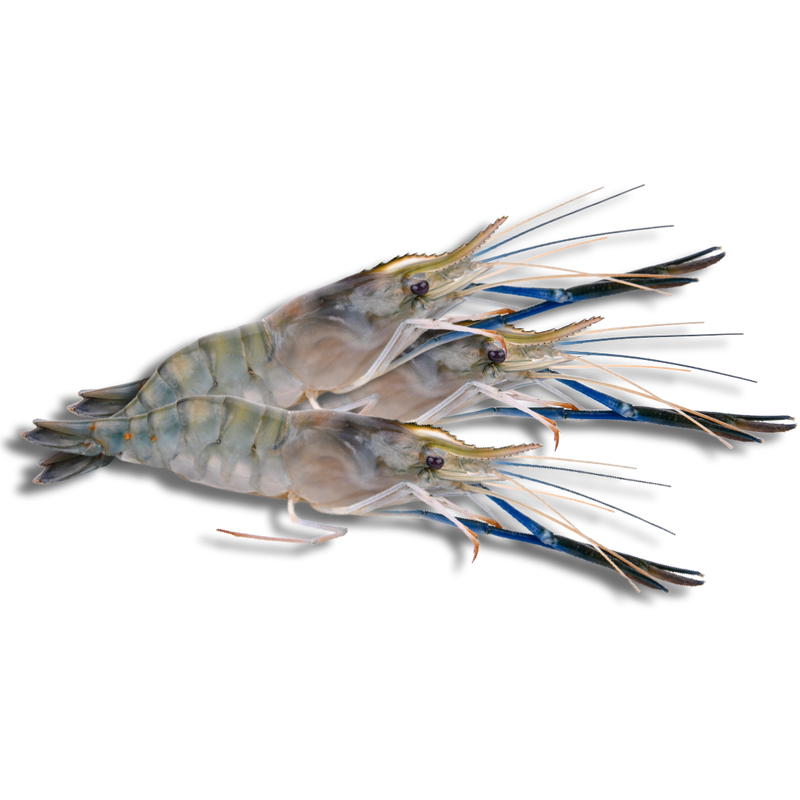 Fresh Water Prawn 1kg | London Grocery