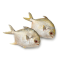 Frozen Whole Golden Pomfret 400-500g (10kg) | London Grocery