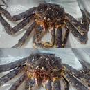 Live King Crab 5kg - London Grocery