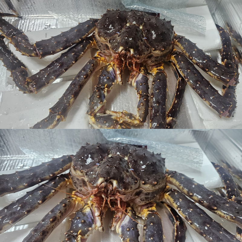 Live King Crab 5kg