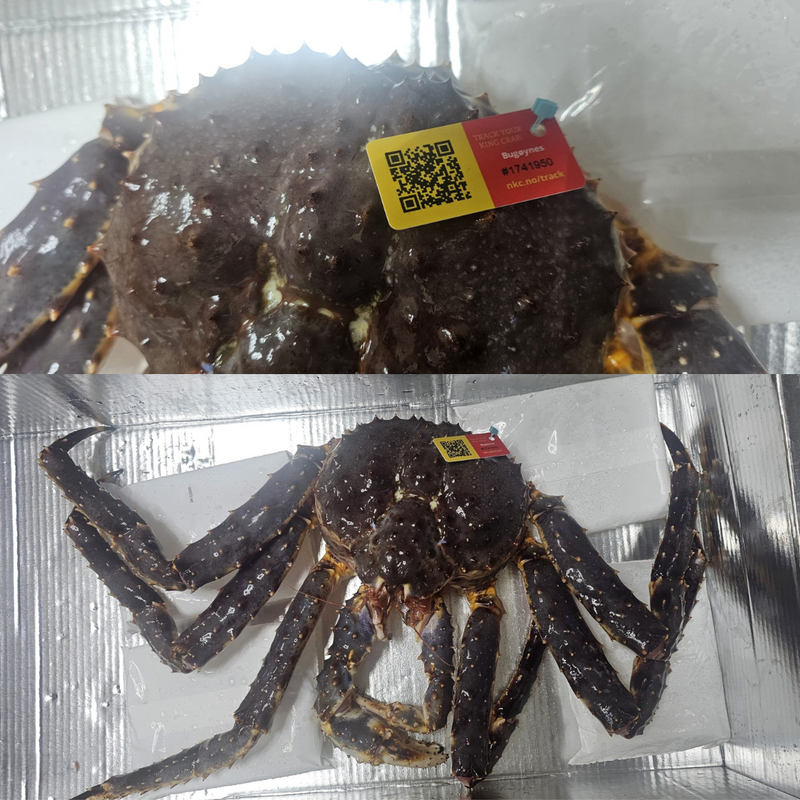 Live King Crab 5kg