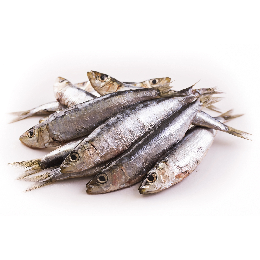 Buy Frozen Portuguese Anchovies 1kg x 10 Packs | London Grocery