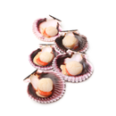 Frozen Raw Roe-On Half Shell Queen Scallops 200g x 25 Packs | London Grocery