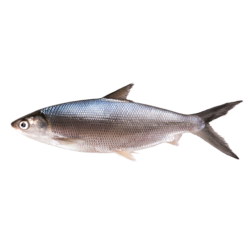 Frozen Whole Round Milkfish 5kg | London Grocery