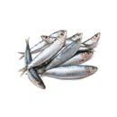 Frozen Sardines 800g x 12 Packs | London Grocery