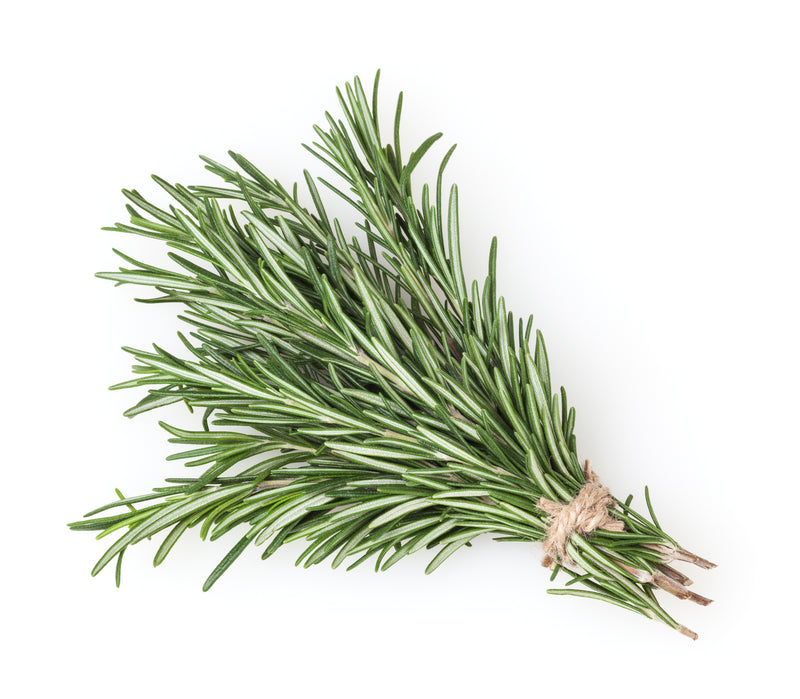 Fresh Rosemary 20gr