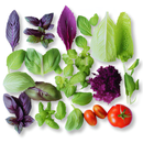 Vahaa Seedpod Kit - Vahaa Experimental | London Grocery