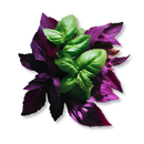 Vahaa Seedpod Kit - Vahaa Italian Mix | London Grocery