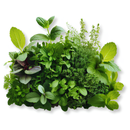 Vahaa Seedpod Kit - Vahaa Mediterranean Mix | London Grocery