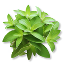 Vahaa Seedpod Kit - Vahaa Stevia | London Grocery