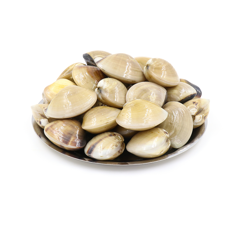 Frozen & Vac-Pac Cooked Meretrix Whole Shell Clams 1kg x 10 Packs | London Grocery