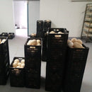 Buy Fresh Ostrich Egg Online with Safe Delivery | London Grocery