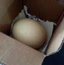 Buy Fresh Ostrich Egg Online with Safe Delivery | London Grocery