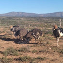 Buy Fresh Ostrich Egg Online with Safe Delivery | London Grocery