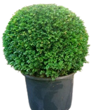Taxus Baccata Ball in Pot | Yew Potted Hedging-London Grocery
