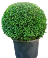 Taxus Baccata Ball in Pot | Yew Potted Hedging-London Grocery