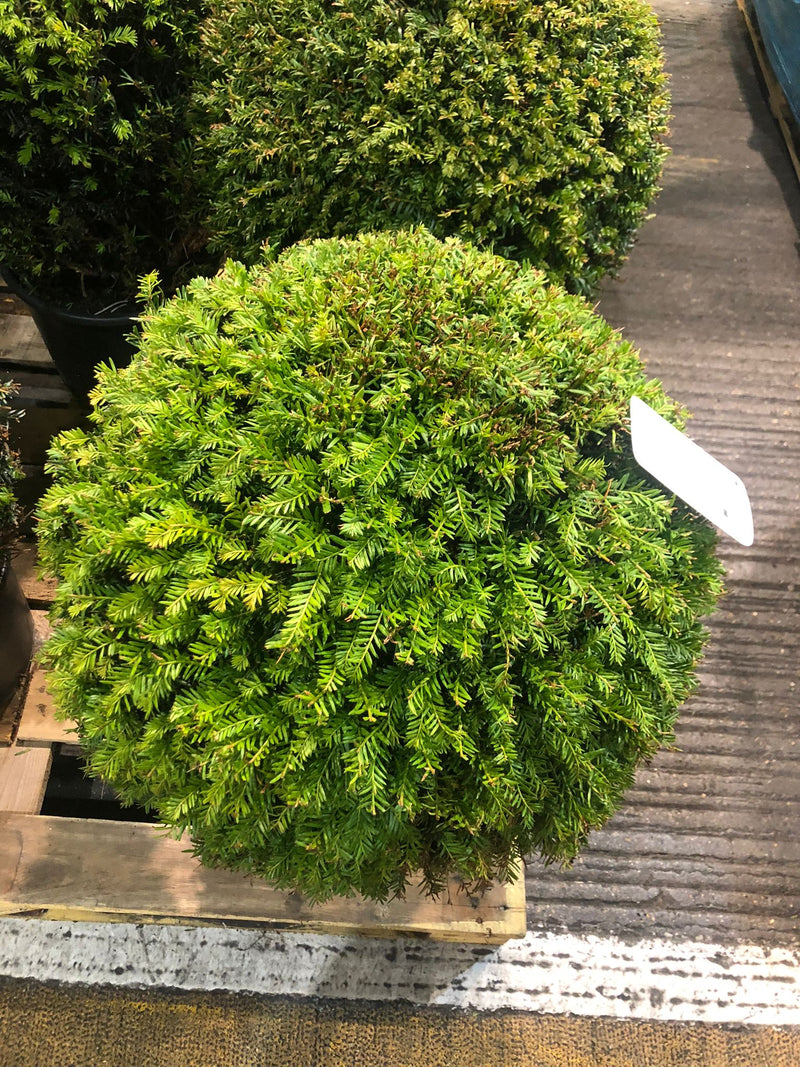 Taxus Baccata Ball in Pot | Yew Potted Hedging - London Grocery