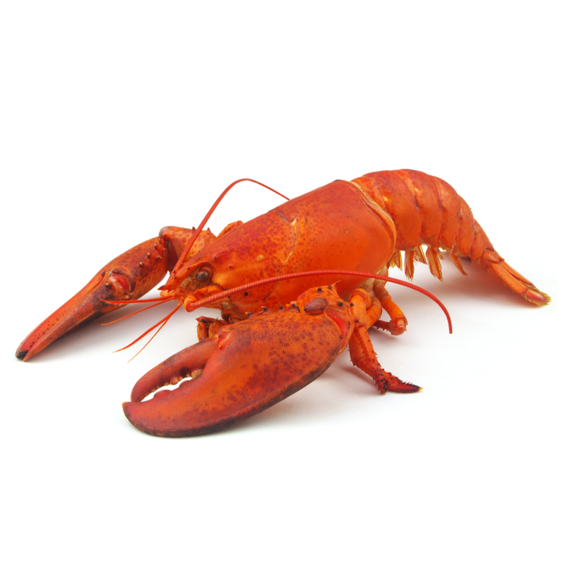 Frozen Cooked American Lobster ~350 - 400gr - London Grocery