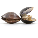 American Hardshell | Cherrystone Clams - London Grocery