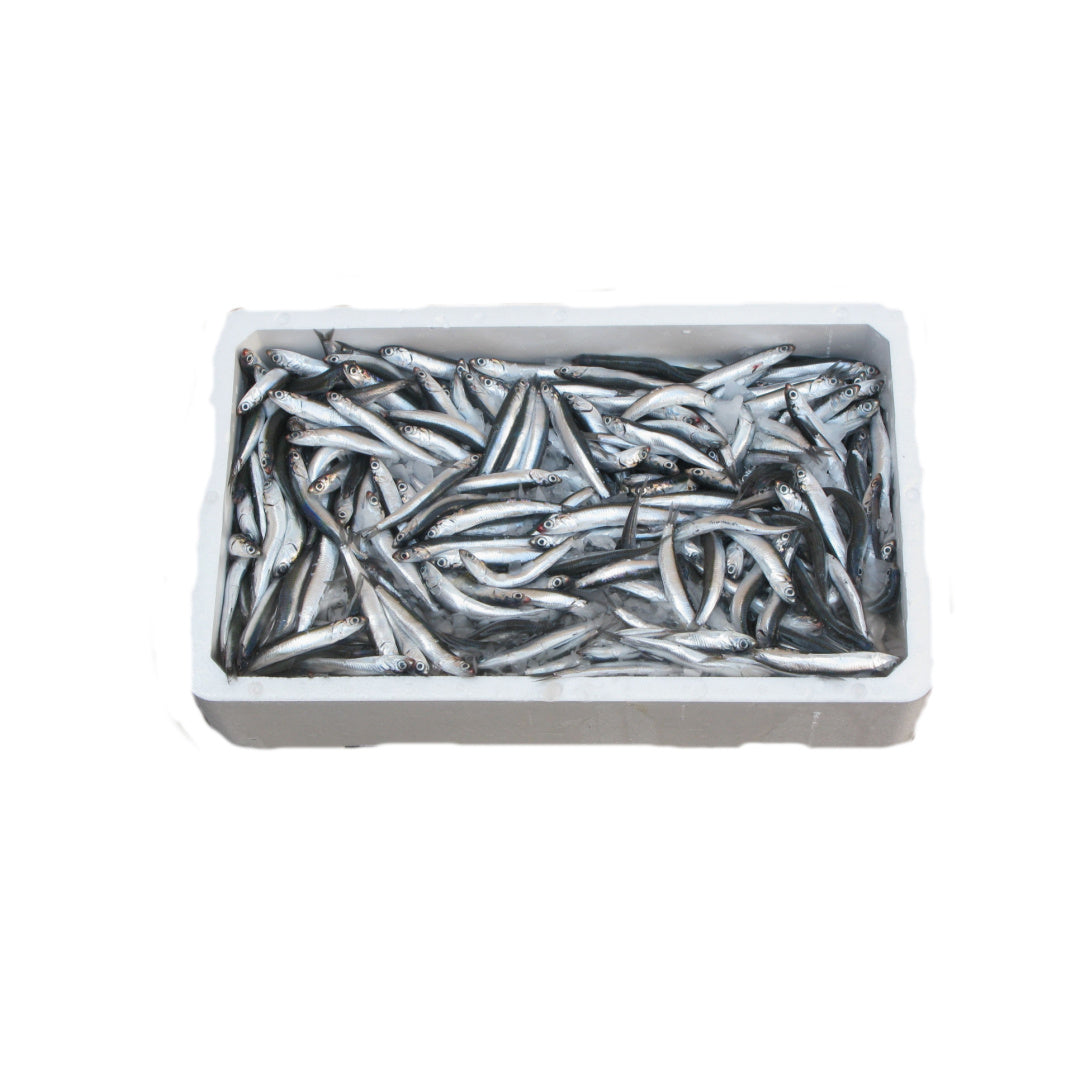 Buy Fresh Anchovies Wholesale London Grocery